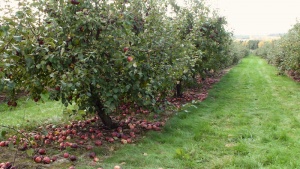 Allée du verger, avec les pommes tombées au sol qui serviront à faire du cidre