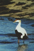 The Common Eider