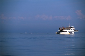 Whale-watch Cruise, Parks Canada, M. Mills