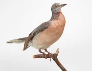 Tourte naturalisée