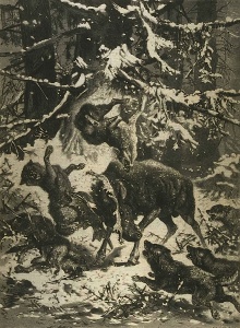 Combat entre un orignal et une troupe de loups affamés