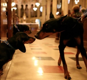 Bénédiction des chiens, église Notre-Dame-de-Saint-Roch
