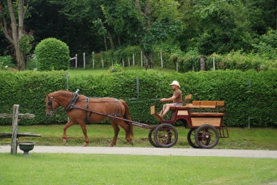 Honey Dew, jument de la race canadienne. Élevage Massawippi, North Hatley, 2008. © Élevage Chevaux canadiens Massawippi, North Hatley (Québec).