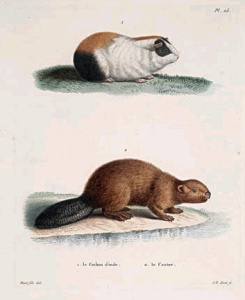 Le Cochon d'inde, le Castor [Guinea pig, Beaver], 1745-1811? 